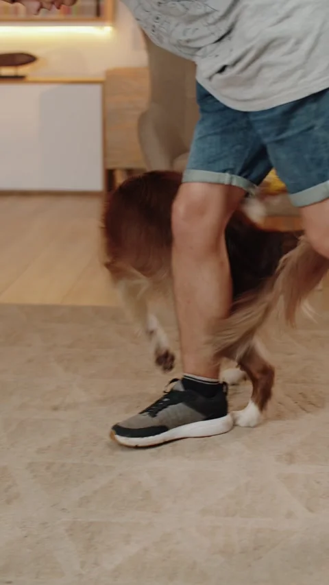 Big dog playing with owner. Border Collie Dog Breed Video stock 279965656