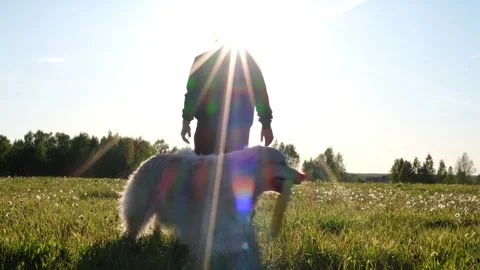 Big dog playing with round yellow toy in green field. Stock Footage 298296963
