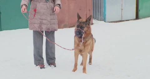Big dog plays with owner, pulling leash. German Shepherd jumps, clings to the 스톡 동영상 232291768