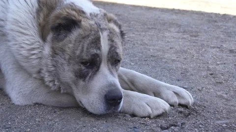 Big dog is resting Stock Footage 186622756