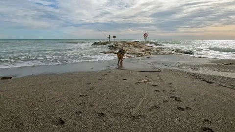 Big dog at the sea chasing the waves Stock Footage 267159772