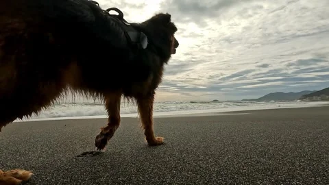 Big dog by the sea on a cloudy winter day Stock Footage 300813232