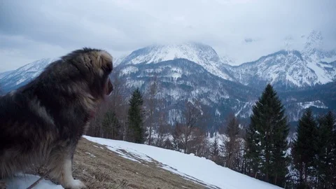A big dog sitting and looking down the mountain Stock Footage 103144802