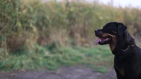 Big dog sitting on a background of grass Stock Footage 138797159