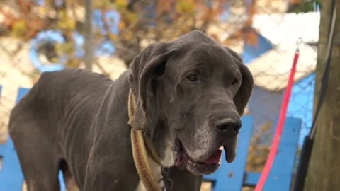 Big dog slow motion Stock Footage 224122244
