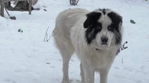 Big Dog in Snow, looking at Camera, Bucovina Shepherd Stock Footage 149894056