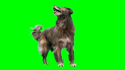 Big dog stands Stock Footage 8512283