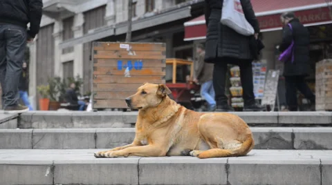 Big dog in town Stockbeeldmateriaal 63043821