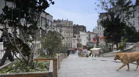 Big dog in town Stockbeeldmateriaal 63043851