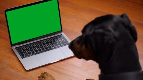 Big Dog Using a Greenscreen Laptop Stock Photos