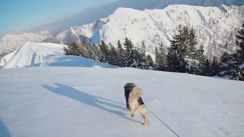 A big dog walking down a mountain Video stock 102571212