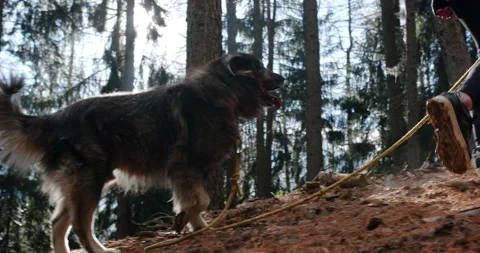 A big dog walking in a forest while the sun is shining through the trees Stock Footage 149487519