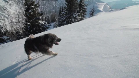 A big dog walking on a mountain and looking over the edge Stock Footage 102575348