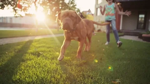 A big dog is walking towards the camera, happy girl runs behind 库存影片 69727070