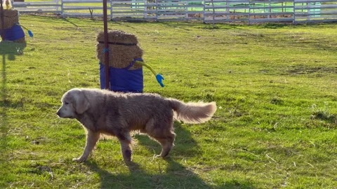 A big dog walks on green grass at the farm sunny day Stock Footage 259068261