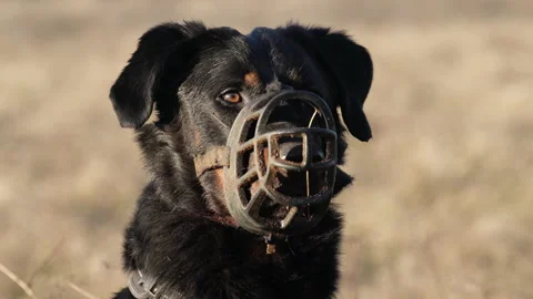 Big dog wearing a muzzle, dangerous animal, safety mesure Stock Footage 170050989