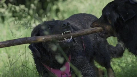 Big dogs bitting and pulling a wood stick, competition, 4K Stock Footage 130496815