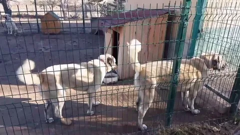 Big dogs Stock Footage 83875987