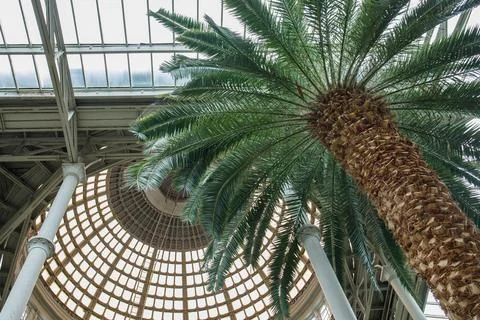 Big dome, ceiling and palms at Ny Carlsberg Glyptotek museum in Copenhagen,.. Foto stock