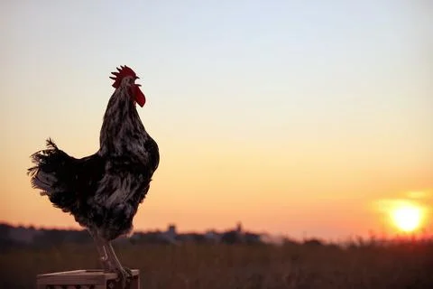 Big domestic rooster on wooden stand at sunrise, space for text. Morning time Stock Photos