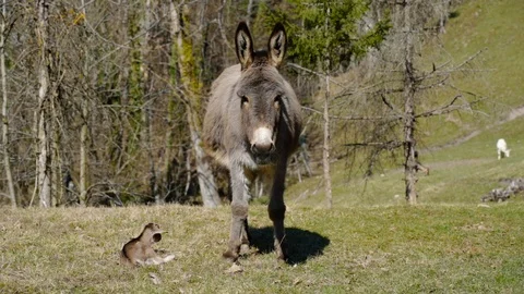 Big donkey next to small newborn baby goat lying and wiggling around Stock Footage 105220979