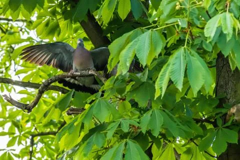 Big dove in a treetop sitting on a twig Stock Photos