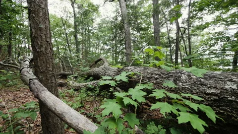 Big downed tree in the forest Stock Footage 138202275