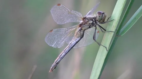 Big Dragonfly On A Blade Of Grass Macro 1 Stock Footage 8654055