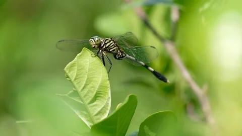 Big dragonfly on a branch Video stock 134178382