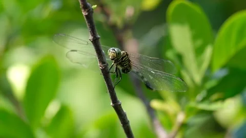 Big dragonfly on a branch Video stock 134178400