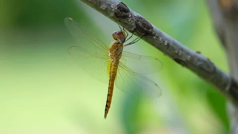 Big dragonfly on a branch Video stock 134178402