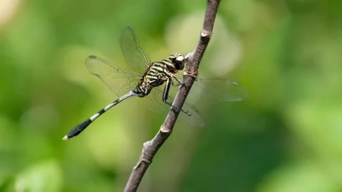 Big dragonfly on a branch Video stock 134178404