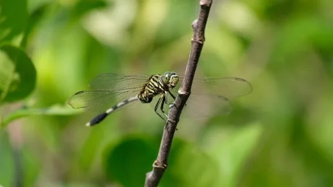 Big dragonfly on a branch Video stock 134178490
