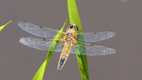 A big dragonfly Stock Footage 263617741