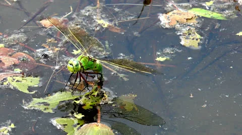 Big dragonfly laying eggs front view closeup Stock Footage 24805931
