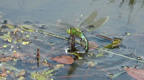 Big dragonfly  laying eggs side view Stock Footage 24805921