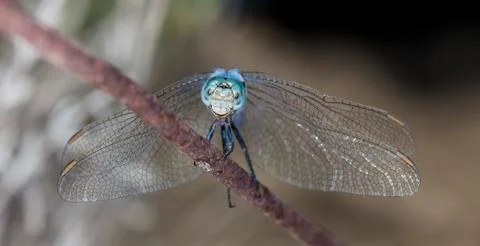 Big dragonfly Stock Photos