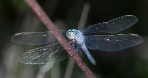 Big dragonfly Stock Photos