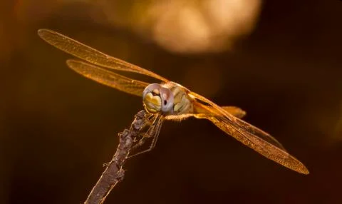 Big dragonfly Stock Photos
