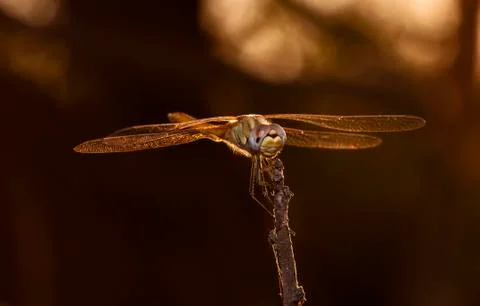 Big dragonfly Stock Photos