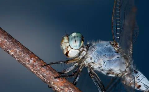 Big dragonfly Stock Photos
