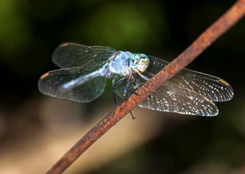 Big dragonfly Stock Photos