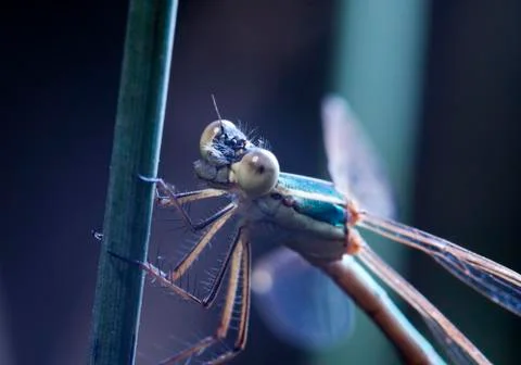 Big dragonfly Stock Photos