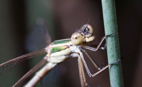 Big dragonfly Stock Photos