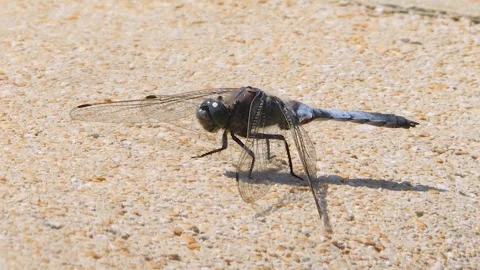 A big dragonfly is sitting down Stock Footage 249887948