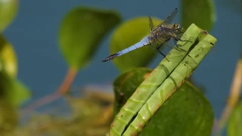 A big dragonfly is sitting down Stock Footage 249889095