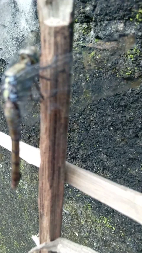 Big dragonfly unique in the garden Stock Footage 236300469