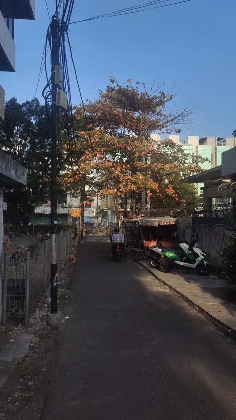 A big dried tree at a roadside Stock Footage 277336363