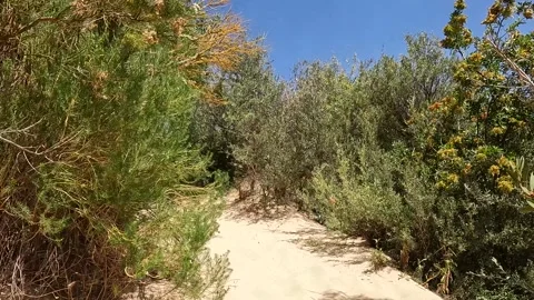 Big Drift Sand Dunes at Wilsons Promontory National Park, Victoria, Australia Stock-Footage 312064892