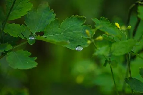 A big drop on the edge of a green leaf of celandine. 스톡 사진